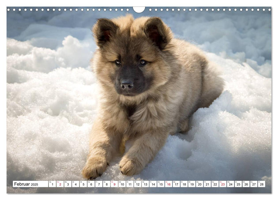 Eurasier, der Hund im Wolfspelz (CALVENDO Wandkalender 2025)