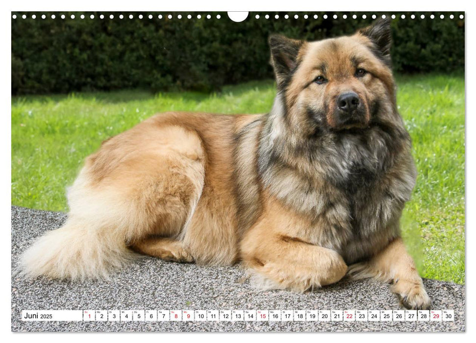 Eurasier, der Hund im Wolfspelz (CALVENDO Wandkalender 2025)