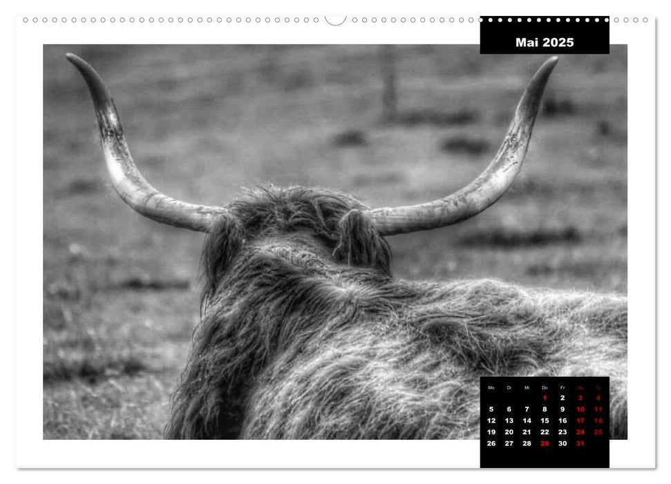 Faszination Schottisches Hochlandrind (CALVENDO Premium Wandkalender 2025)