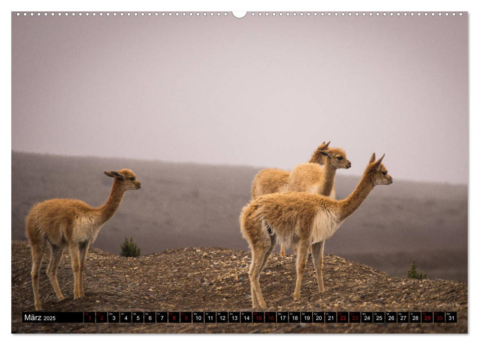 Andenhochland - Impressionen von Ecuador bis Nordargentinien (CALVENDO Premium Wandkalender 2025)