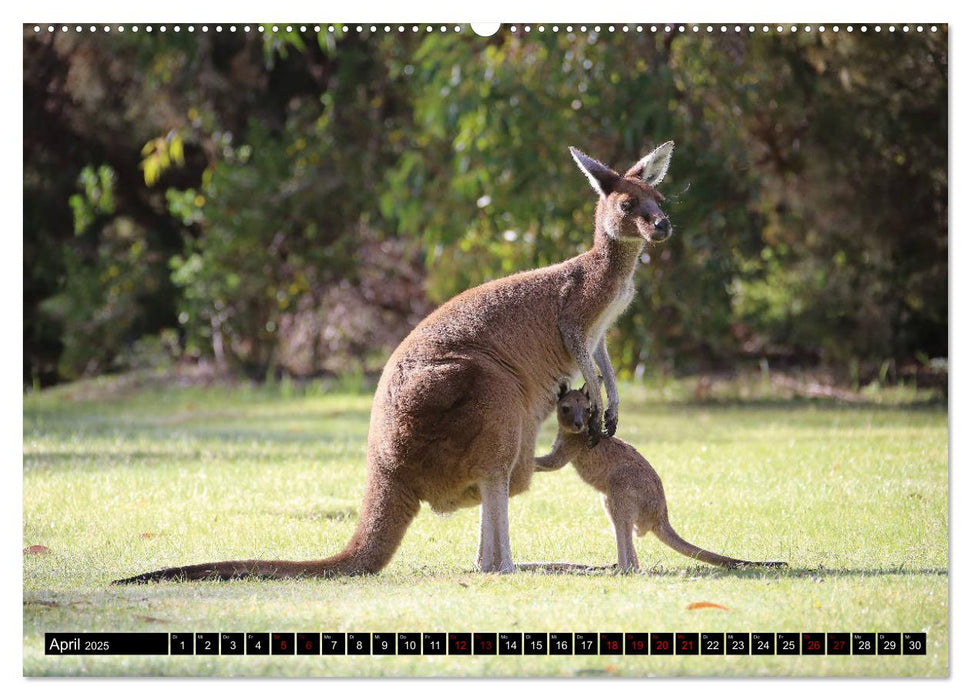 West-Australien (CALVENDO Wandkalender 2025)