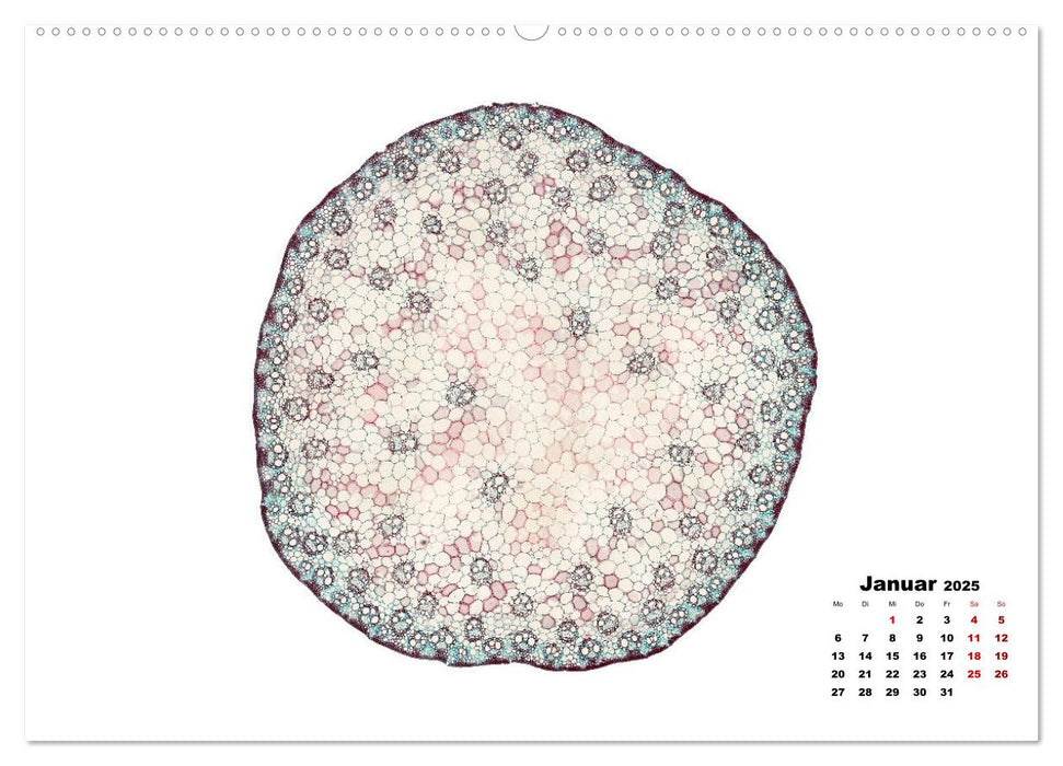 Pflanzen unter dem Mikroskop (CALVENDO Premium Wandkalender 2025)