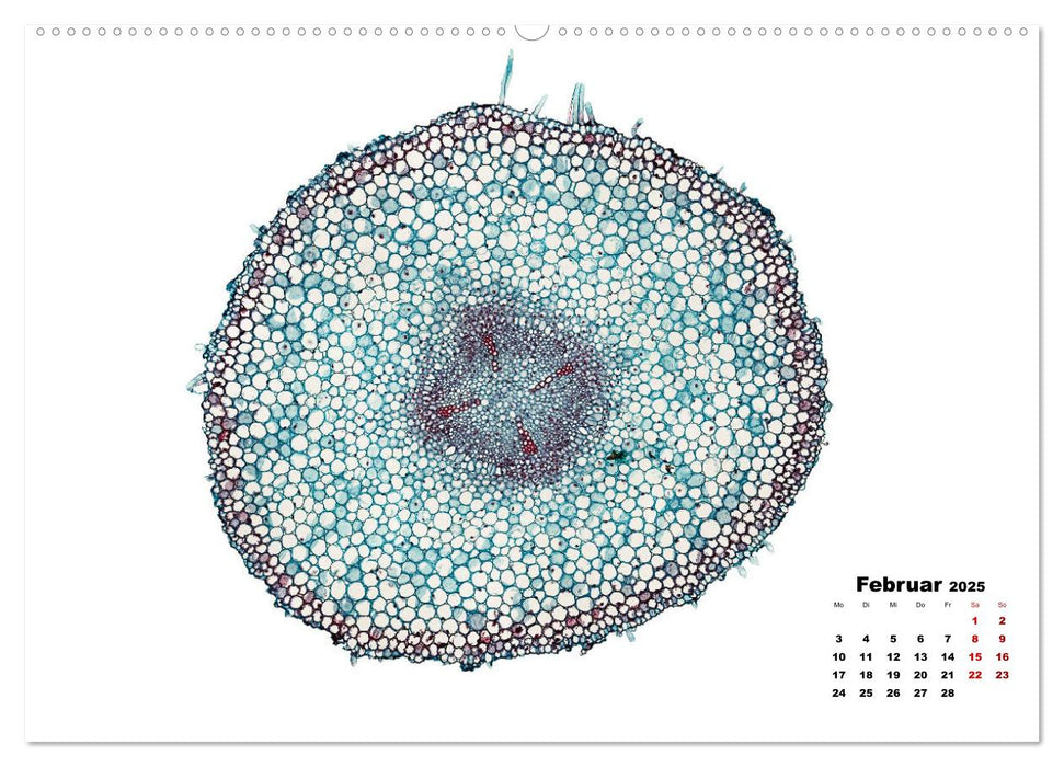 Pflanzen unter dem Mikroskop (CALVENDO Premium Wandkalender 2025)