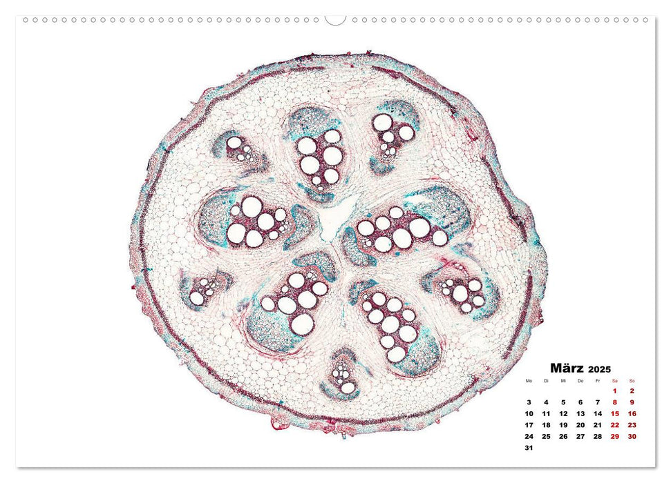 Pflanzen unter dem Mikroskop (CALVENDO Premium Wandkalender 2025)