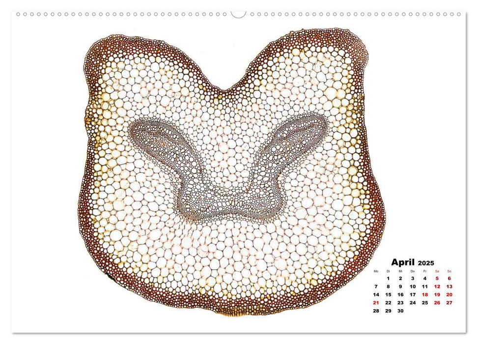 Pflanzen unter dem Mikroskop (CALVENDO Premium Wandkalender 2025)