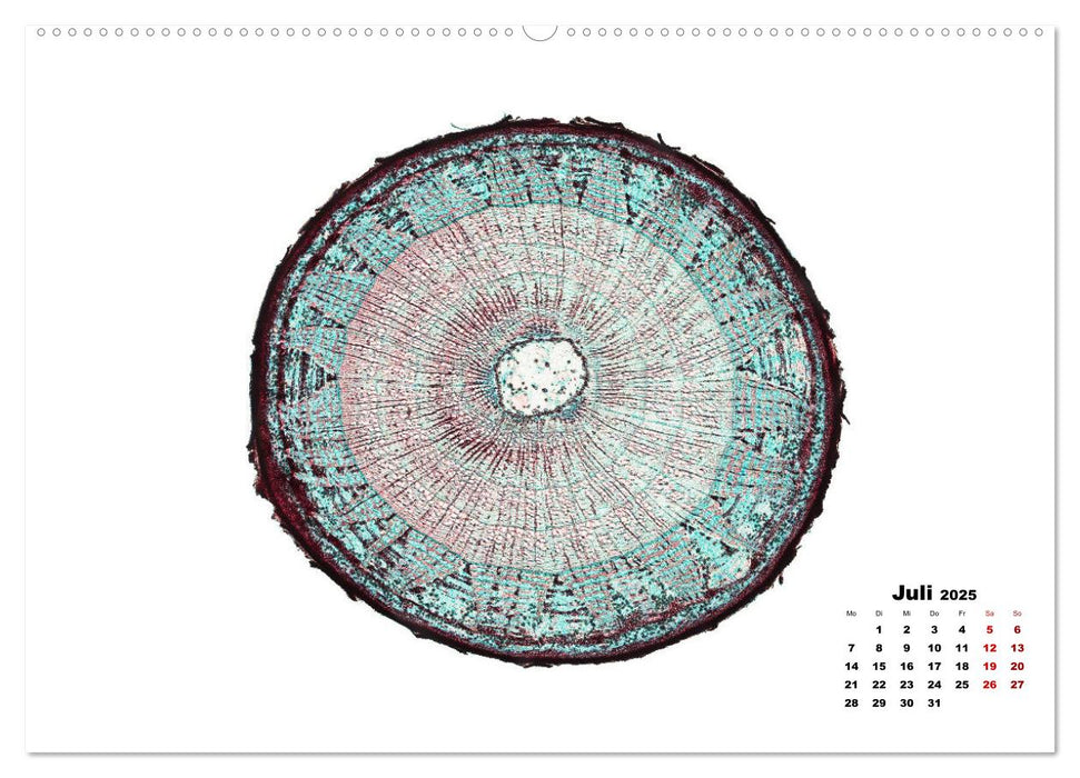 Pflanzen unter dem Mikroskop (CALVENDO Premium Wandkalender 2025)