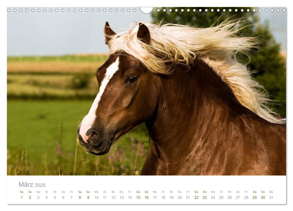 Faszination und Vielfalt - Schwarzwälder Kaltblut (CALVENDO Wandkalender 2025)