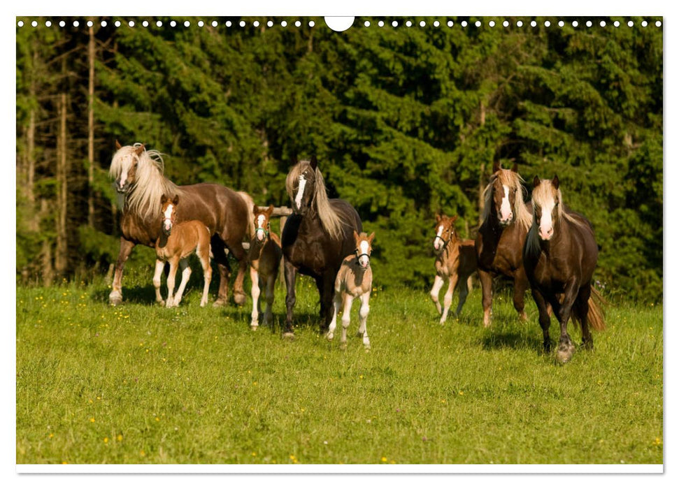 Faszination und Vielfalt - Schwarzwälder Kaltblut (CALVENDO Wandkalender 2025)