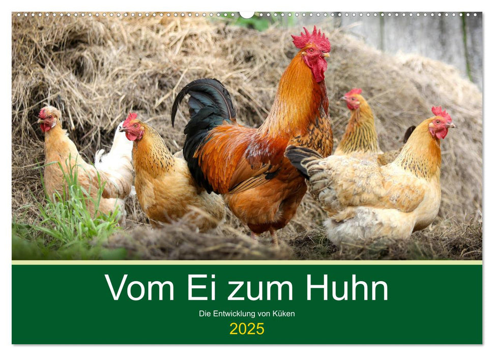 Vom Ei zum Huhn. Die Entwicklung von Küken (CALVENDO Wandkalender 2025)