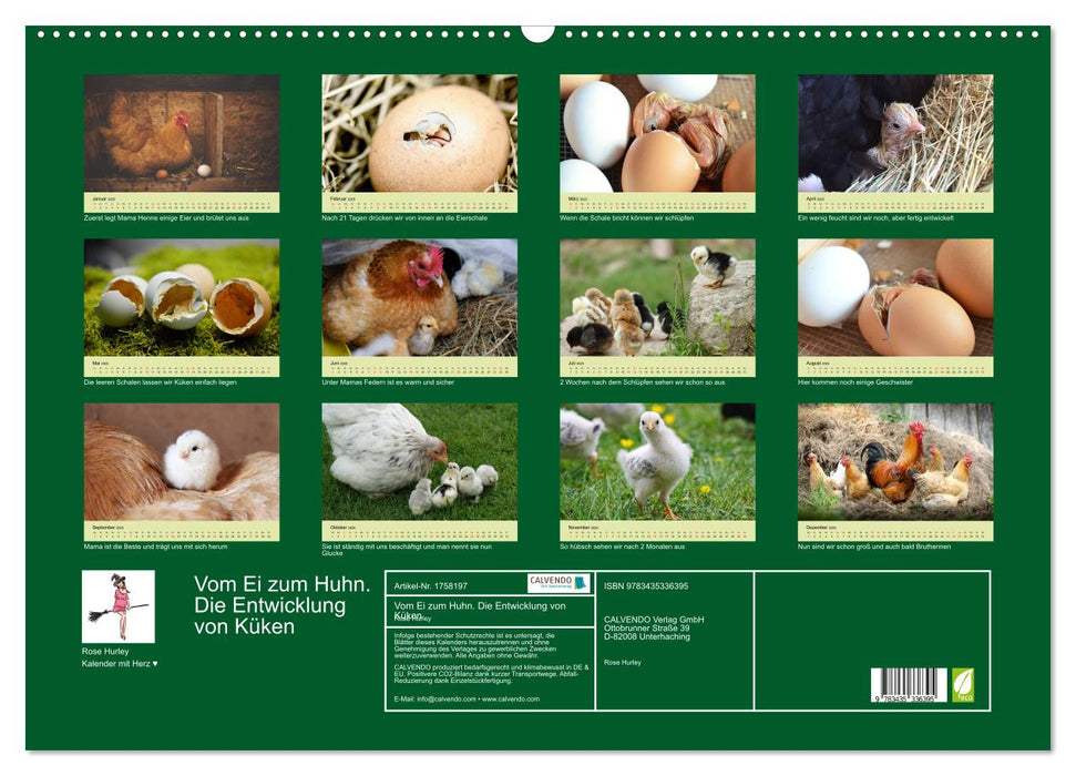 Vom Ei zum Huhn. Die Entwicklung von Küken (CALVENDO Wandkalender 2025)