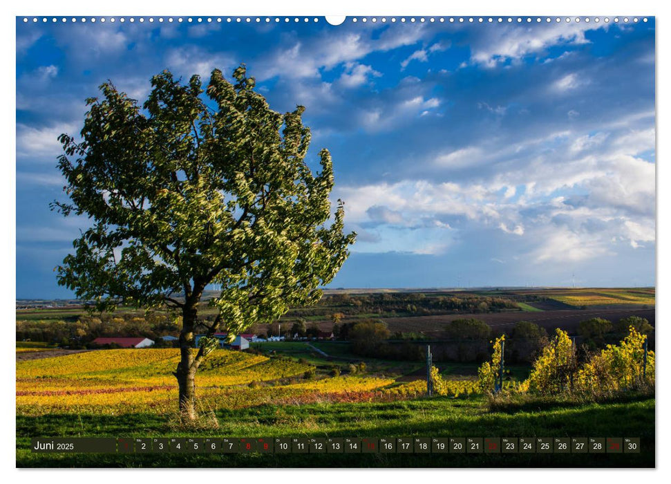 Wein - Landschaften (CALVENDO Premium Wandkalender 2025)