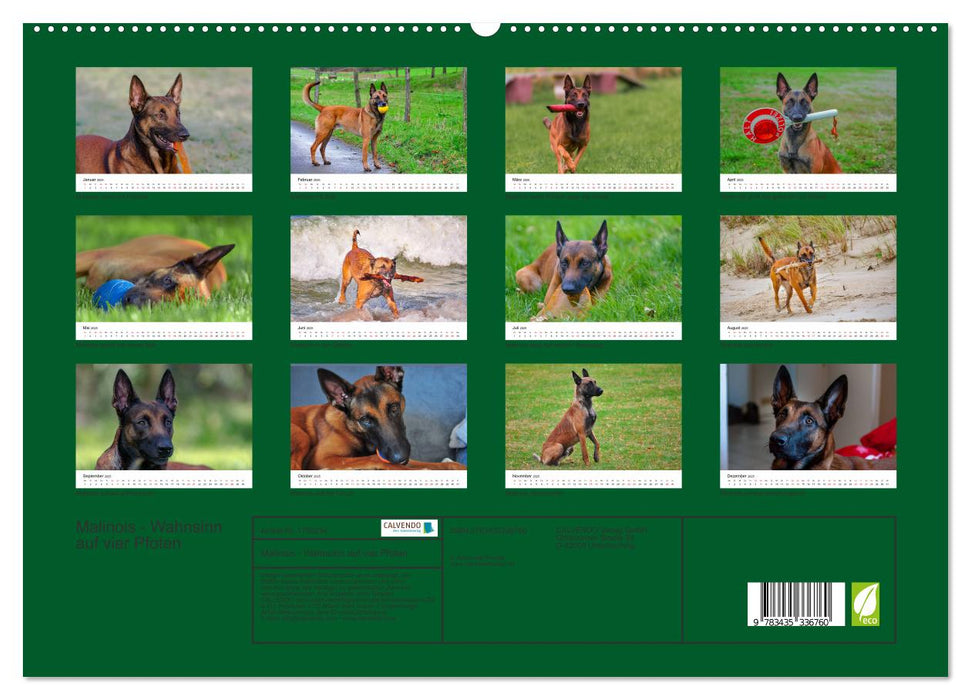 Malinois - Wahnsinn auf vier Pfoten (CALVENDO Premium Wandkalender 2025)