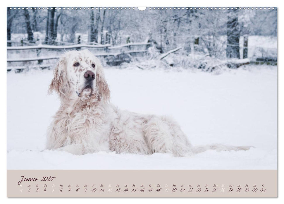 English Setter – Impressionen edler Hunde (CALVENDO Premium Wandkalender 2025)