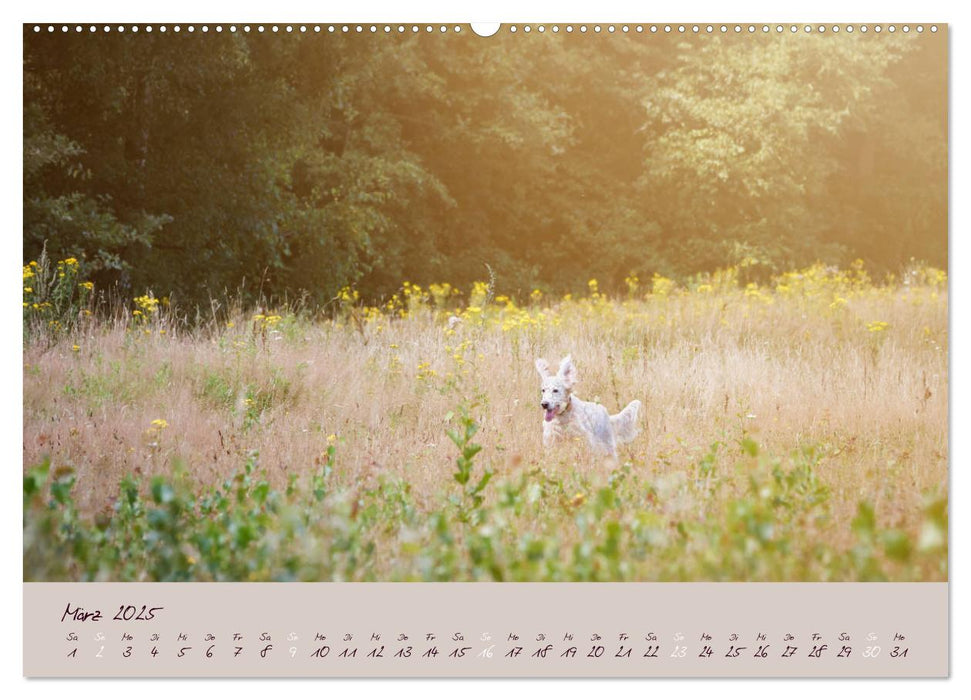 English Setter – Impressionen edler Hunde (CALVENDO Premium Wandkalender 2025)