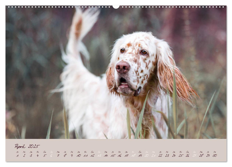 English Setter – Impressionen edler Hunde (CALVENDO Premium Wandkalender 2025)