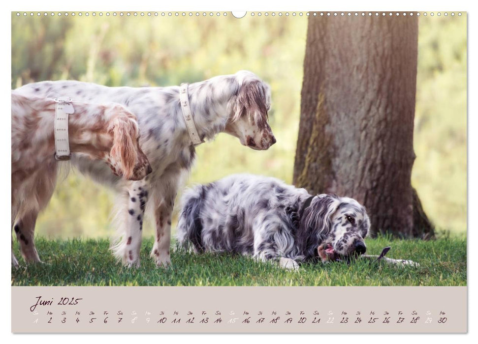 English Setter – Impressionen edler Hunde (CALVENDO Premium Wandkalender 2025)