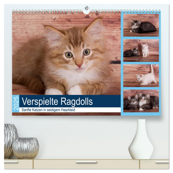 Verspielte Ragdolls -
Sanfte Katzen in seidigem Haarkleid (CALVENDO Premium Wandkalender 2025)