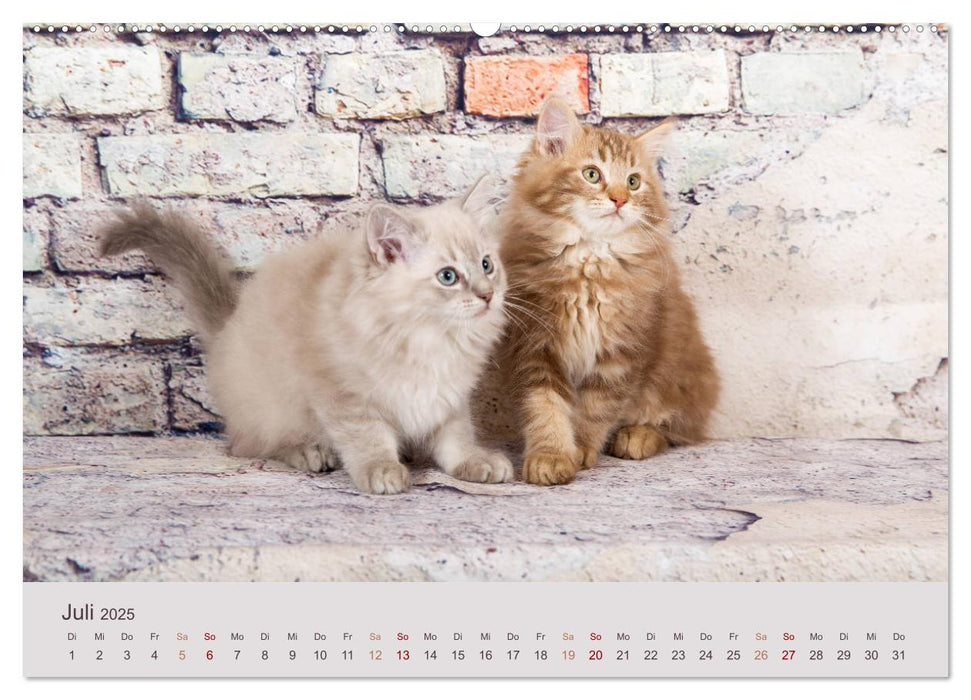 Verspielte Ragdolls -
Sanfte Katzen in seidigem Haarkleid (CALVENDO Premium Wandkalender 2025)