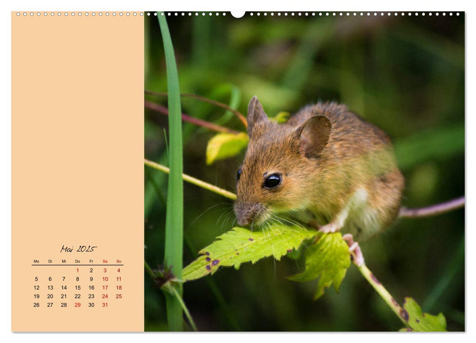 Mausige Zeiten! Putzige Gesellen mit Knopfaugen (CALVENDO Wandkalender 2025)