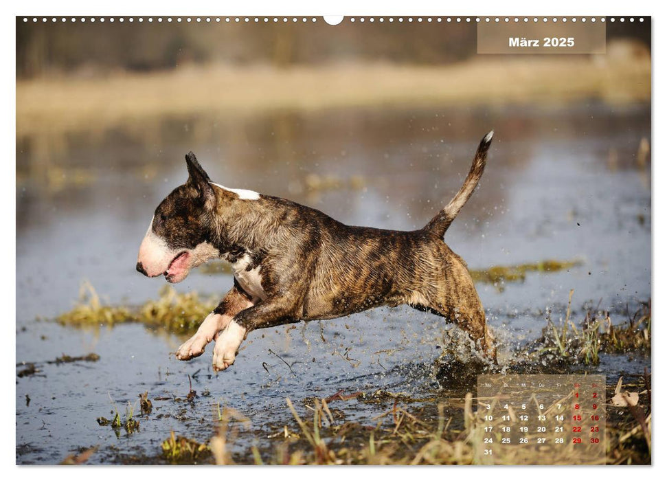 Bullterrier 2025 Frech und fröhlich durch das Jahr (CALVENDO Premium Wandkalender 2025)