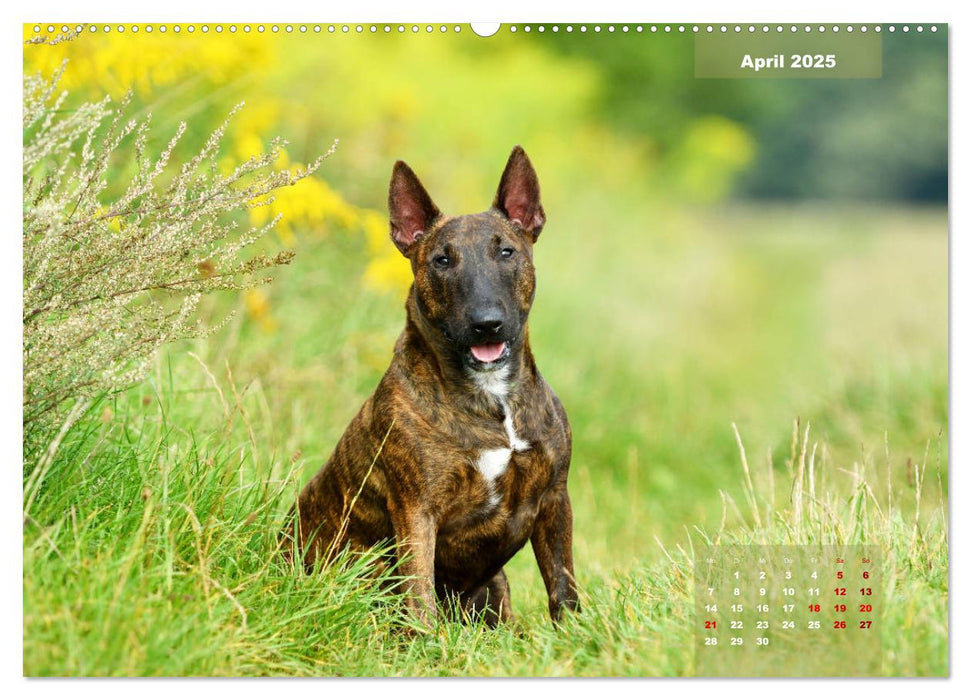 Bullterrier 2025 Frech und fröhlich durch das Jahr (CALVENDO Premium Wandkalender 2025)