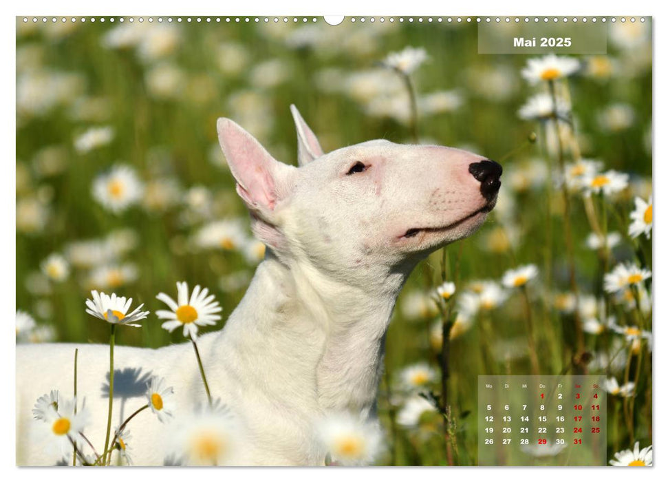 Bullterrier 2025 Frech und fröhlich durch das Jahr (CALVENDO Premium Wandkalender 2025)