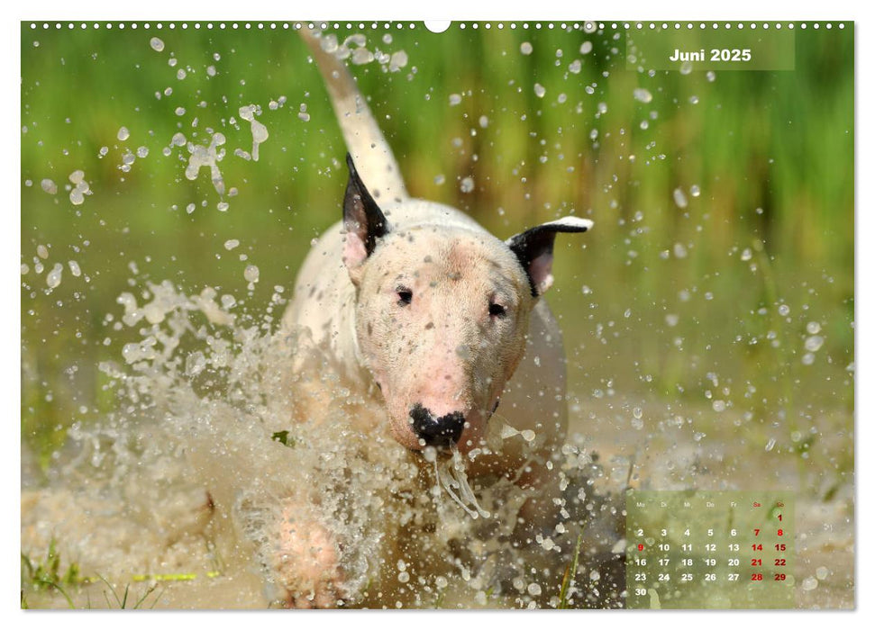 Bullterrier 2025 Frech und fröhlich durch das Jahr (CALVENDO Premium Wandkalender 2025)