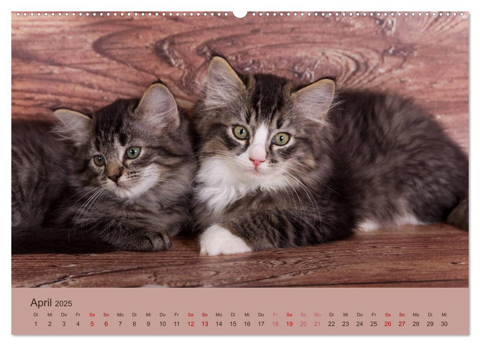 Flauschige Ragdoll Kitten (CALVENDO Premium Wandkalender 2025)