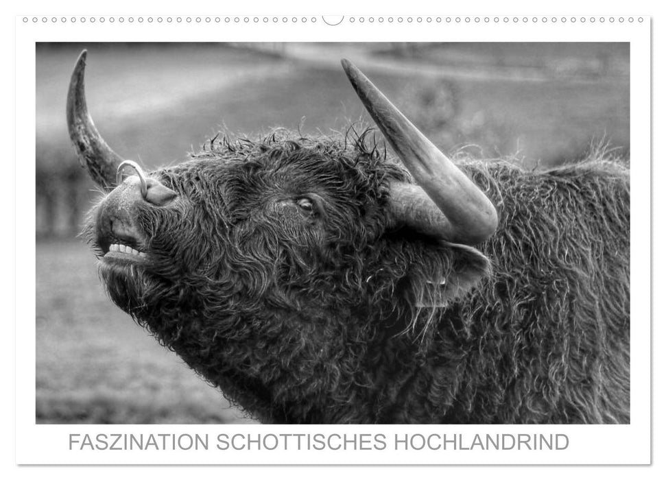 Faszination Schottisches Hochlandrind (CALVENDO Wandkalender 2025)