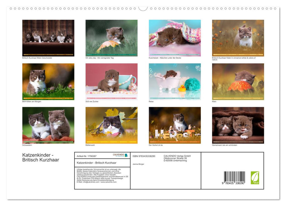 Katzenkinder - Britisch Kurzhaar (CALVENDO Premium Wandkalender 2025)