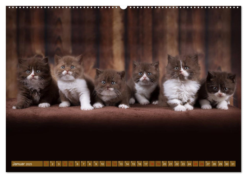 Katzenkinder - Britisch Kurzhaar (CALVENDO Premium Wandkalender 2025)