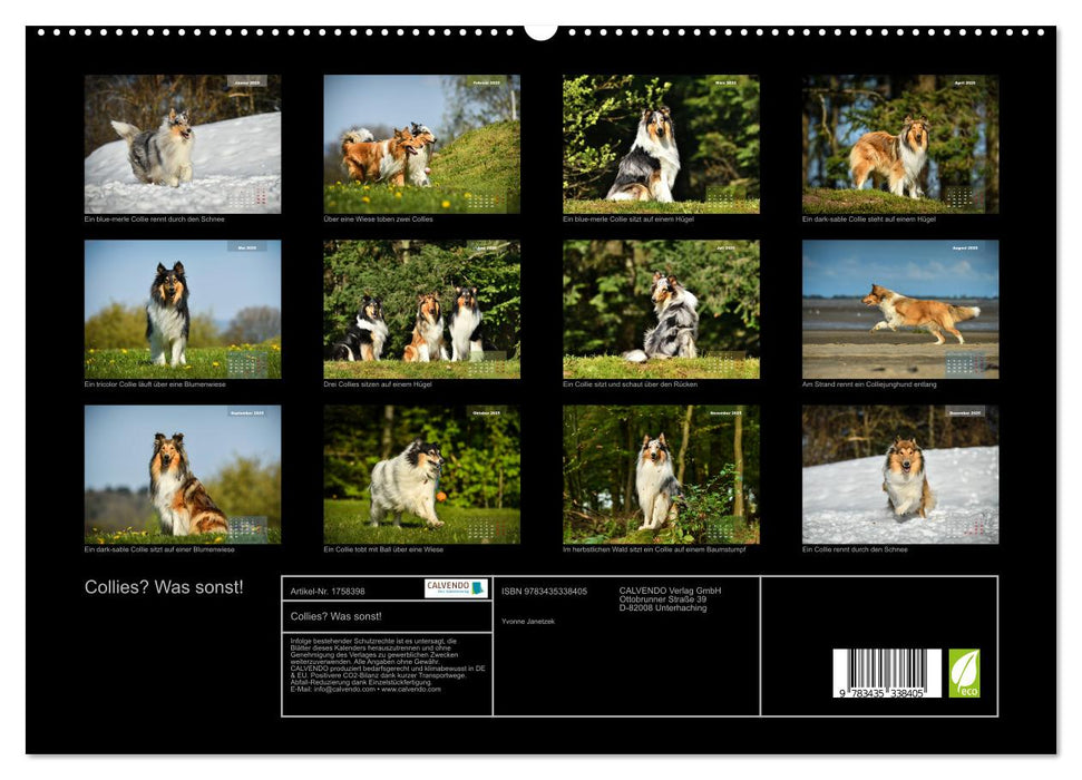 Collies? Was sonst! (CALVENDO Premium Wandkalender 2025)