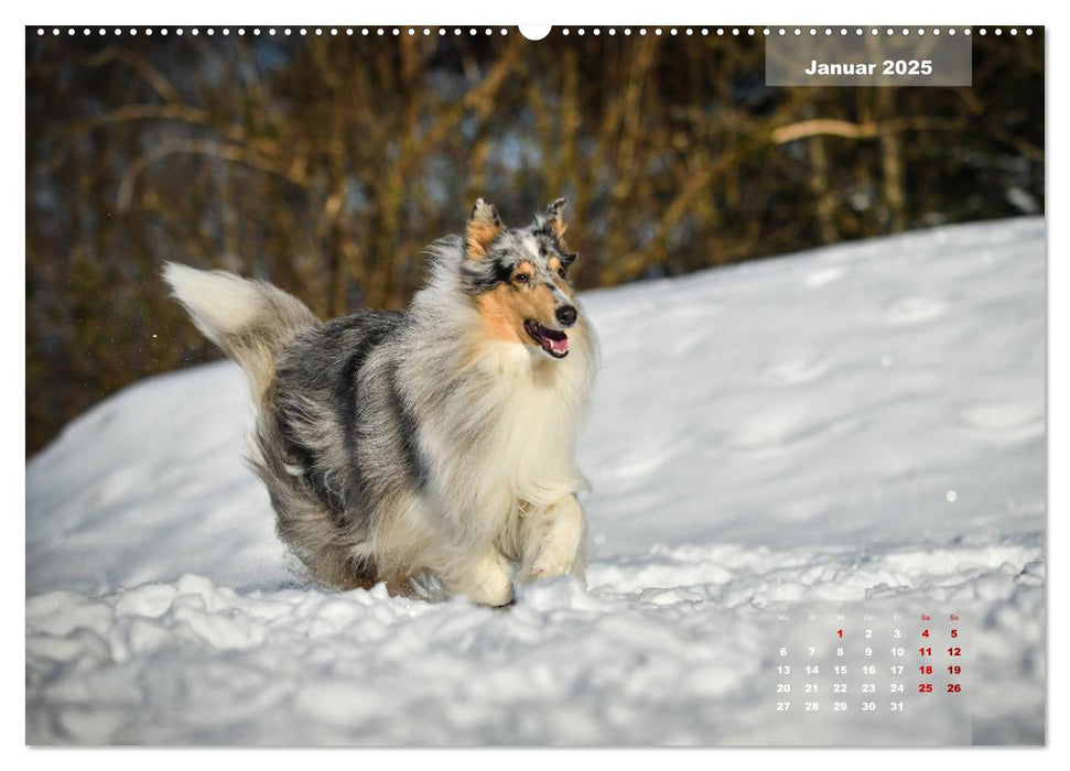 Collies? Was sonst! (CALVENDO Premium Wandkalender 2025)