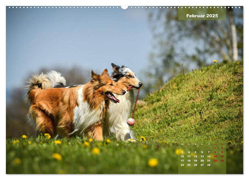 Collies? Was sonst! (CALVENDO Premium Wandkalender 2025)