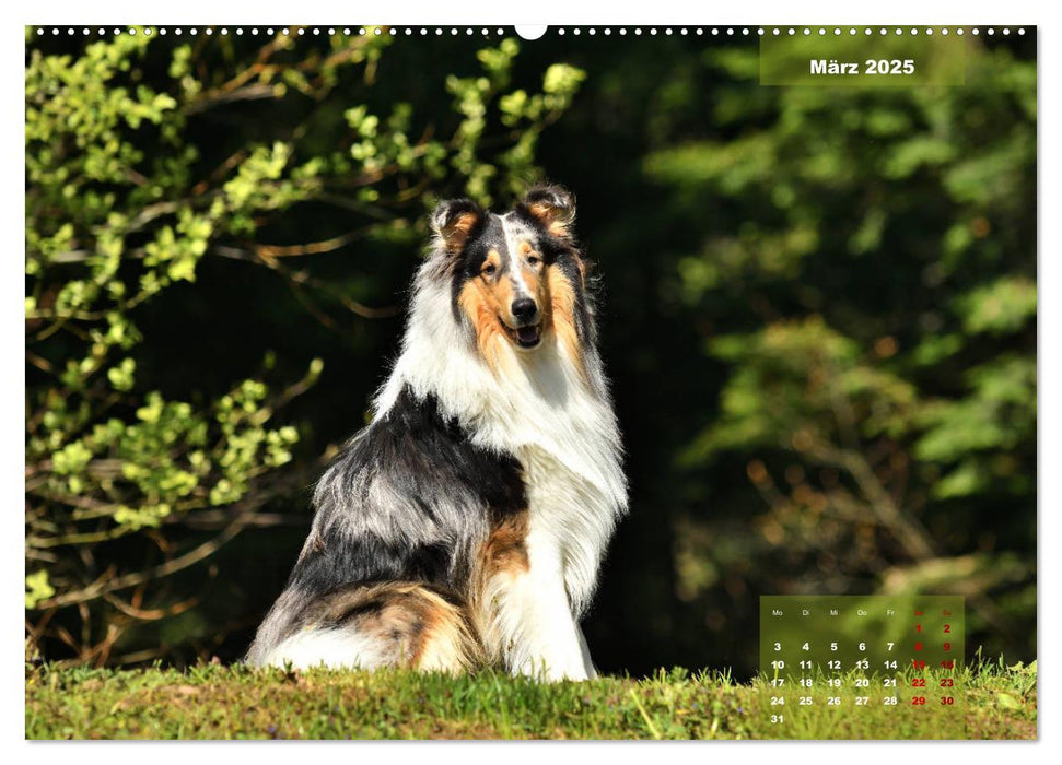 Collies? Was sonst! (CALVENDO Premium Wandkalender 2025)