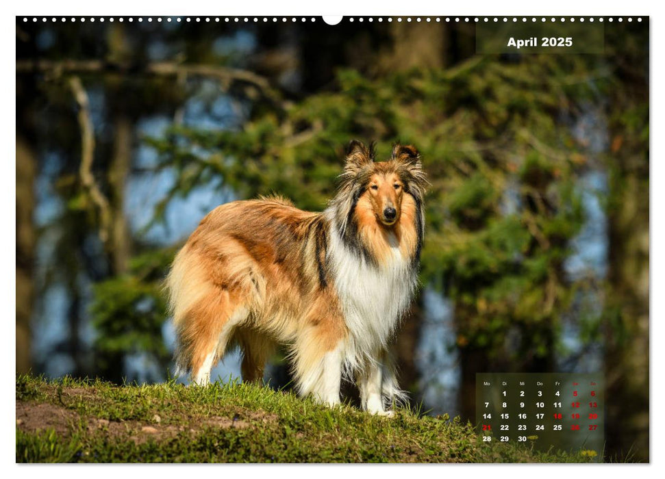 Collies? Was sonst! (CALVENDO Premium Wandkalender 2025)