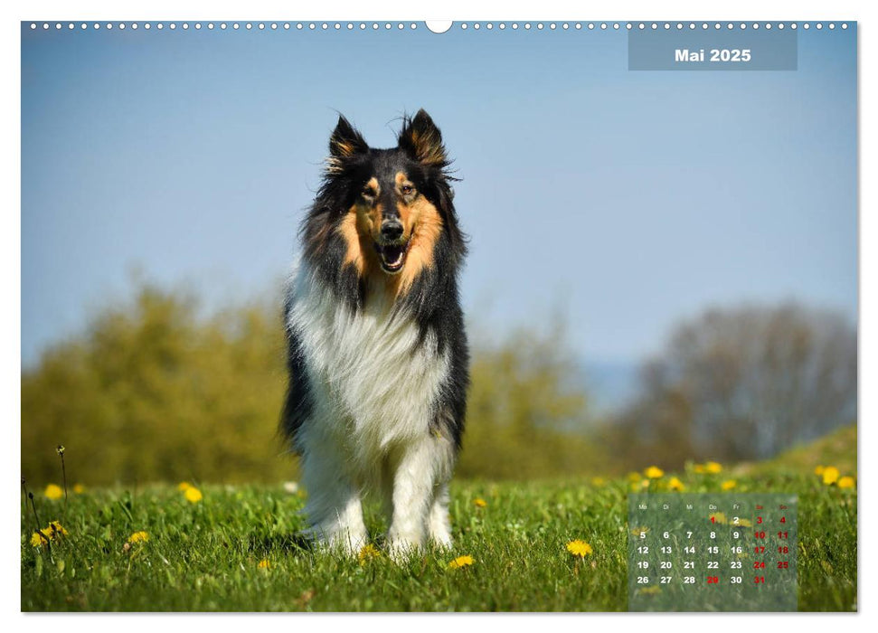 Collies? Was sonst! (CALVENDO Premium Wandkalender 2025)