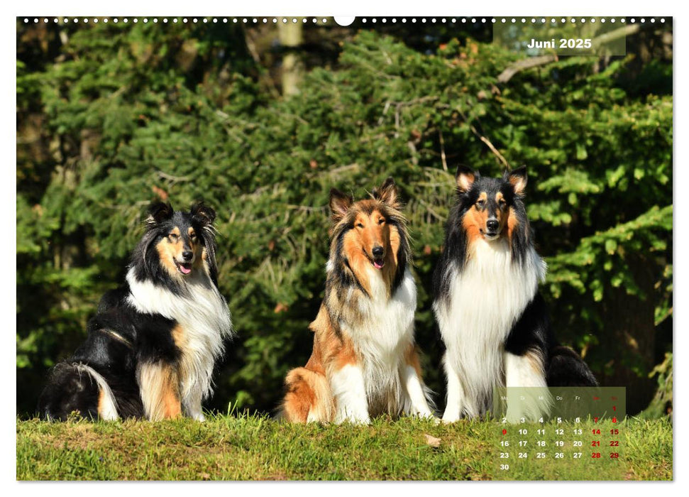 Collies? Was sonst! (CALVENDO Premium Wandkalender 2025)