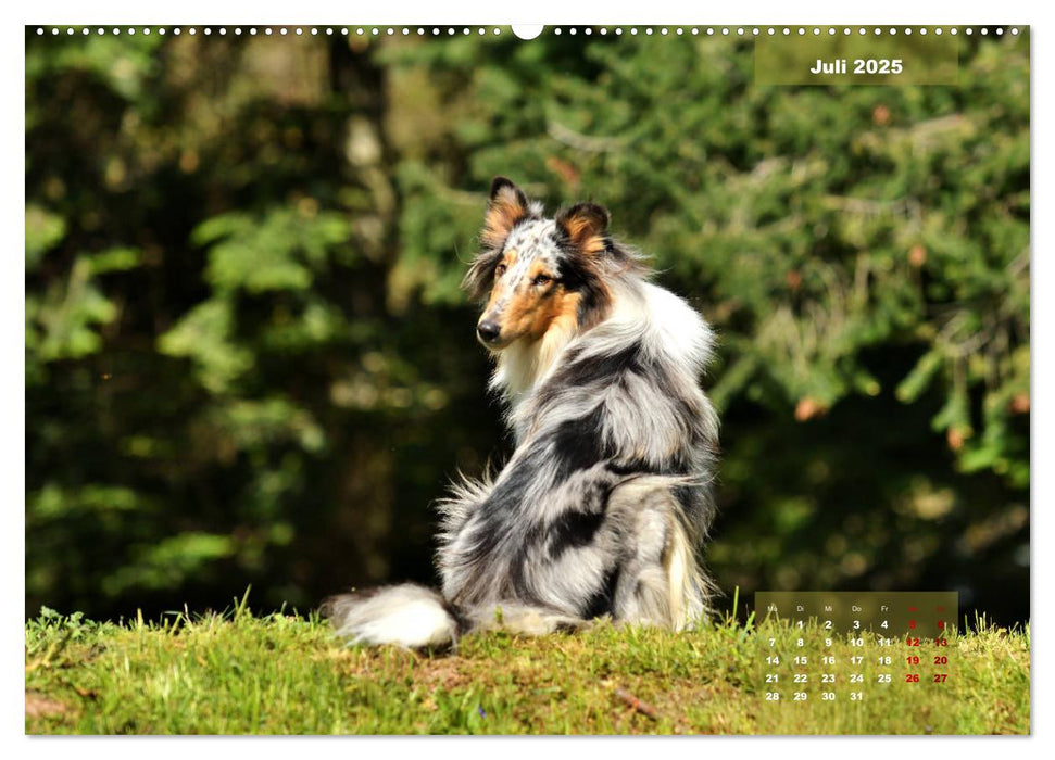 Collies? Was sonst! (CALVENDO Premium Wandkalender 2025)