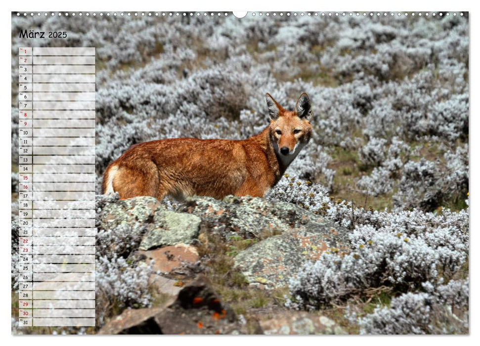 Abenteuer Äthiopien (CALVENDO Premium Wandkalender 2025)