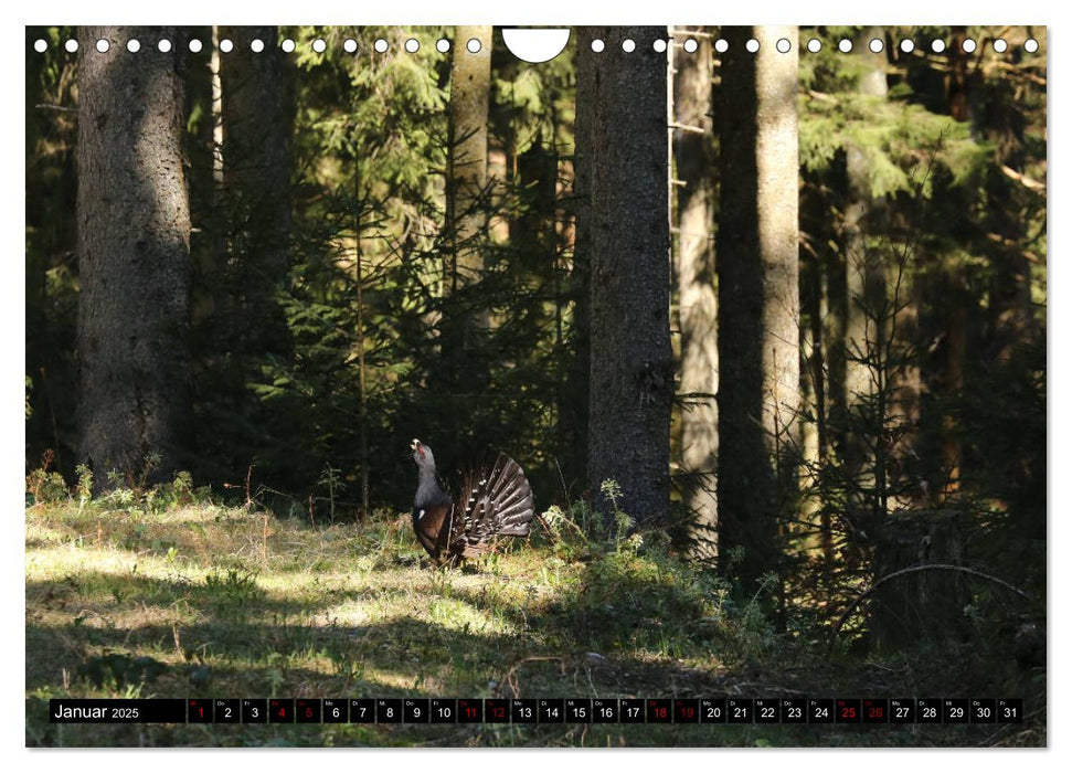 Der Auerhahn - Szenen einer Balz (CALVENDO Wandkalender 2025)