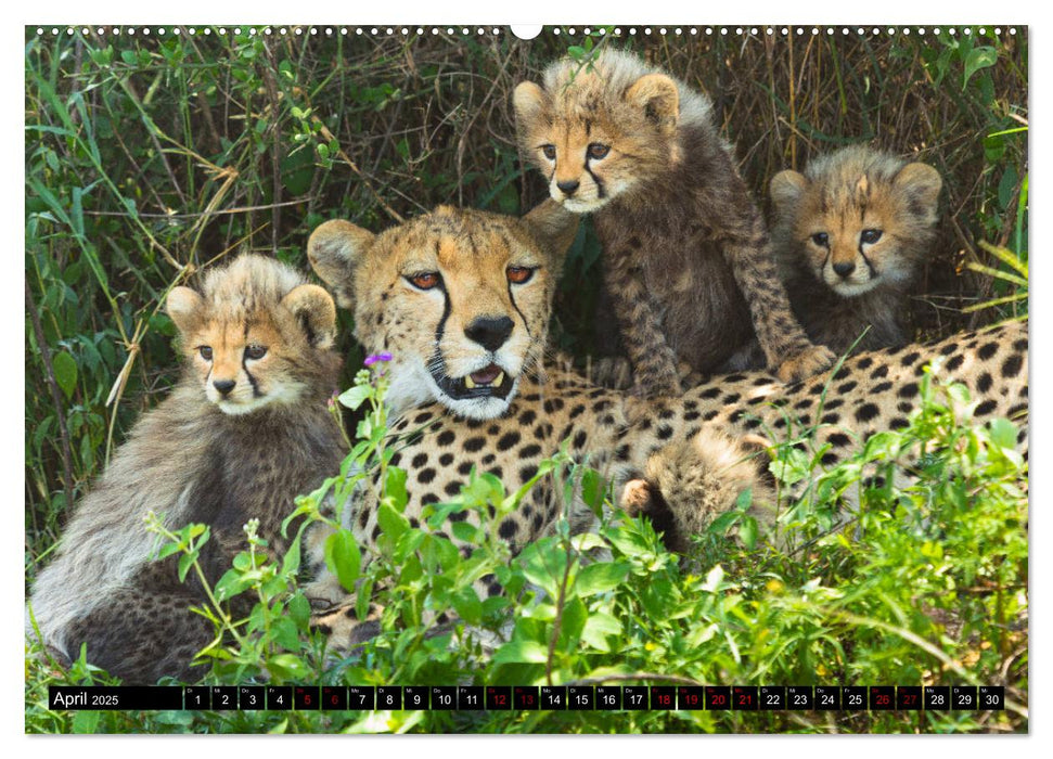 Tansania - Tierwanderung in der Serengeti (CALVENDO Premium Wandkalender 2025)