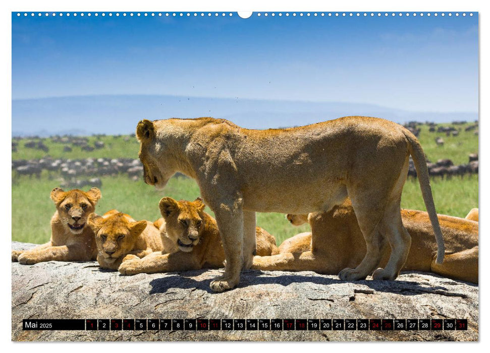 Tansania - Tierwanderung in der Serengeti (CALVENDO Premium Wandkalender 2025)