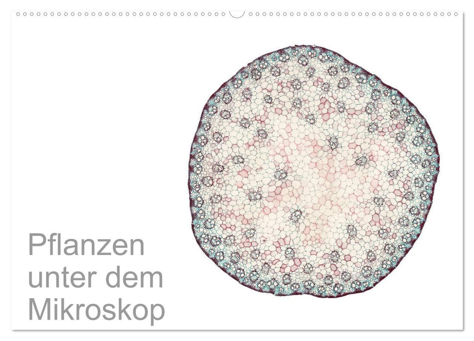 Pflanzen unter dem Mikroskop (CALVENDO Wandkalender 2025)