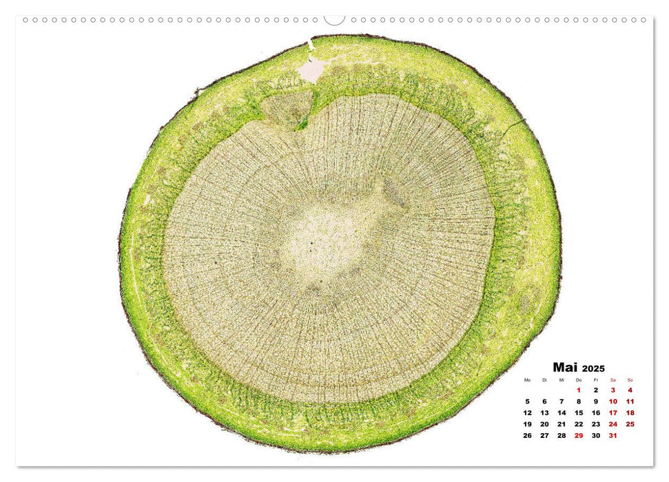 Pflanzen unter dem Mikroskop (CALVENDO Wandkalender 2025)