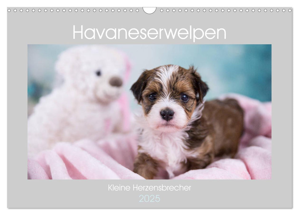 Havaneserwelpen - Kleine Herzensbrecher (CALVENDO Wandkalender 2025)