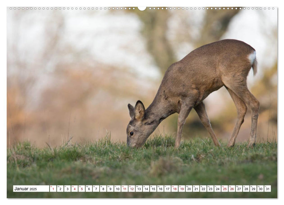 Anmut mit sanften Augen - Rehwild in der freien Natur (CALVENDO Premium Wandkalender 2025)