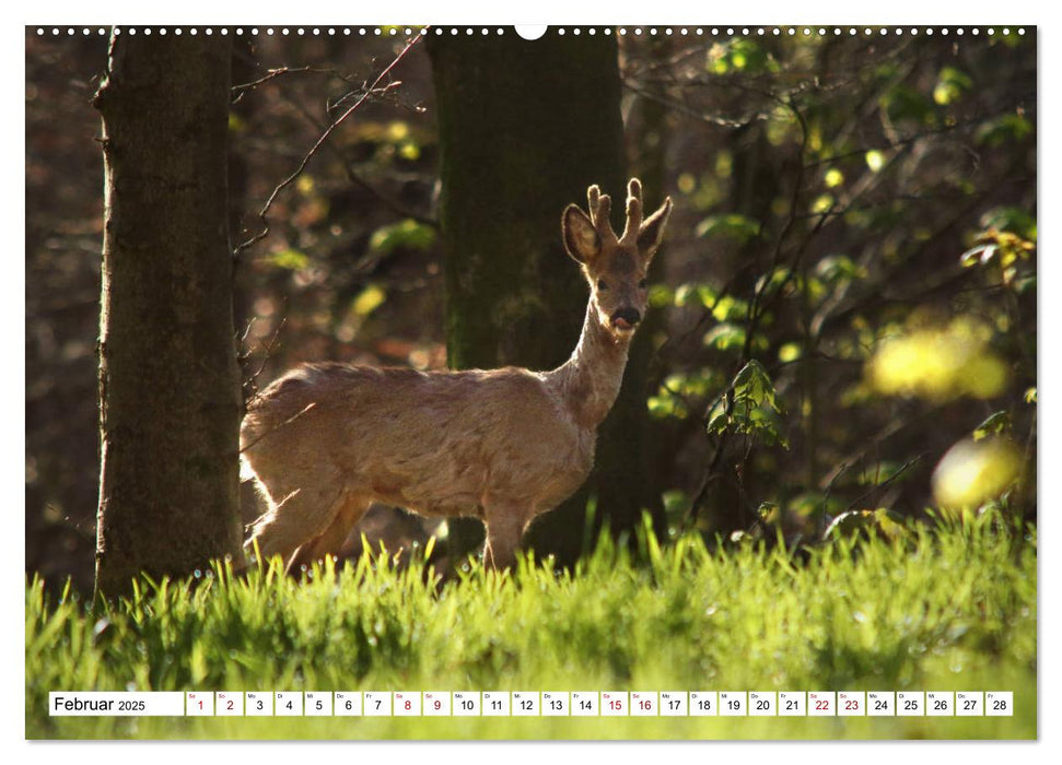 Anmut mit sanften Augen - Rehwild in der freien Natur (CALVENDO Premium Wandkalender 2025)