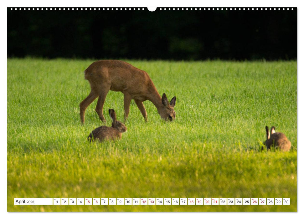 Anmut mit sanften Augen - Rehwild in der freien Natur (CALVENDO Premium Wandkalender 2025)