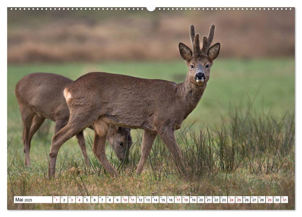 Anmut mit sanften Augen - Rehwild in der freien Natur (CALVENDO Premium Wandkalender 2025)